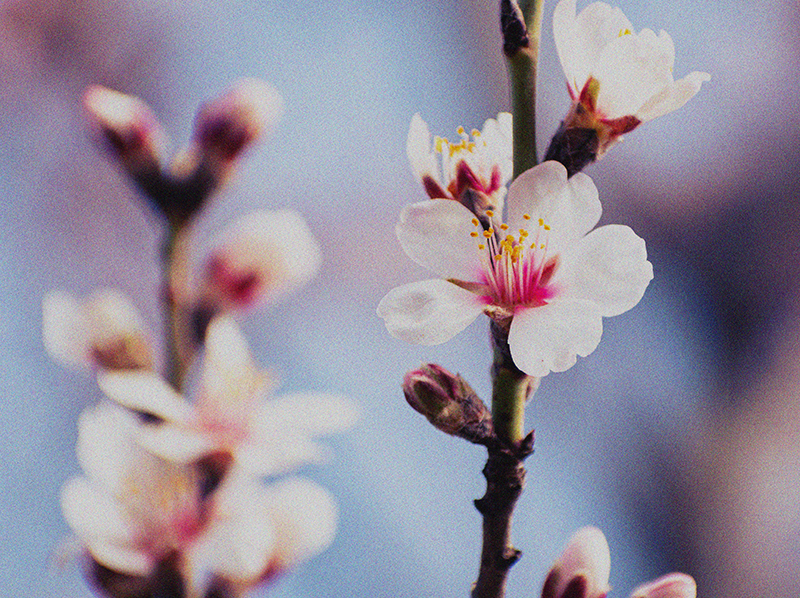 Flowering Prunus Rovensa Next Florastart