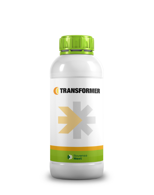 Transformer 1L