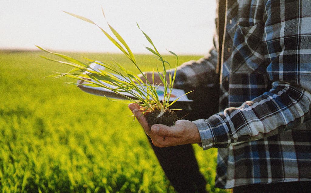 hand-of-expert-farmer-checking-soil-health