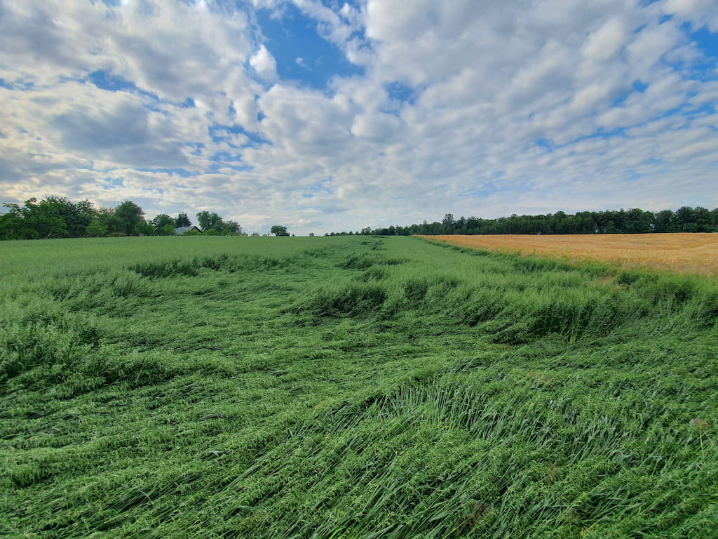 Lithuania Cereal Lodging Rovensa Next