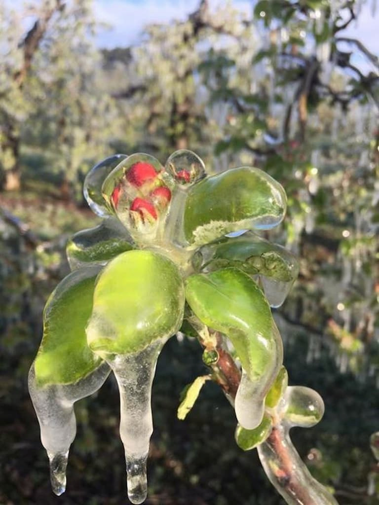Frost-Apple-affected-by-extreme-cold-temperatures
