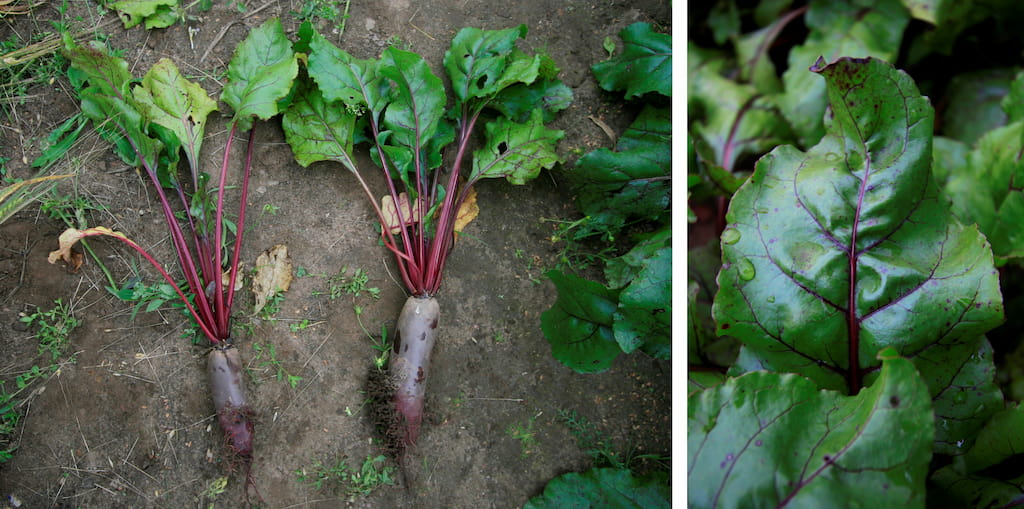 Manganese deficiency observed in beetroot 