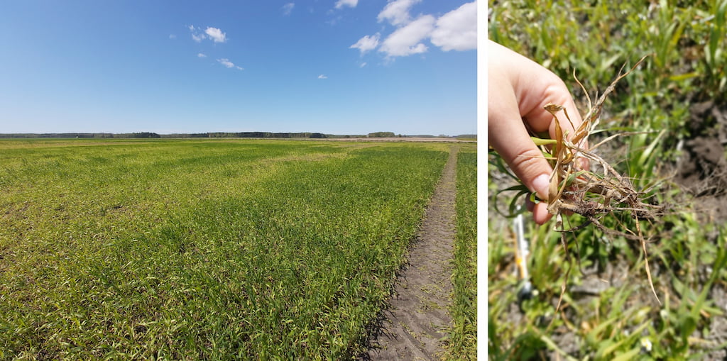 Observation of acidity toxicity in wheat 