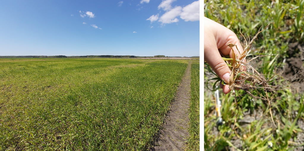 Observation of acidity toxicity in wheat 