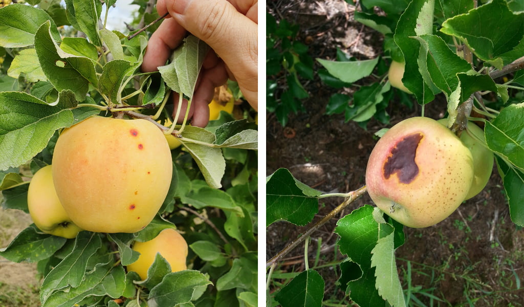 Apple affected by sunburn 