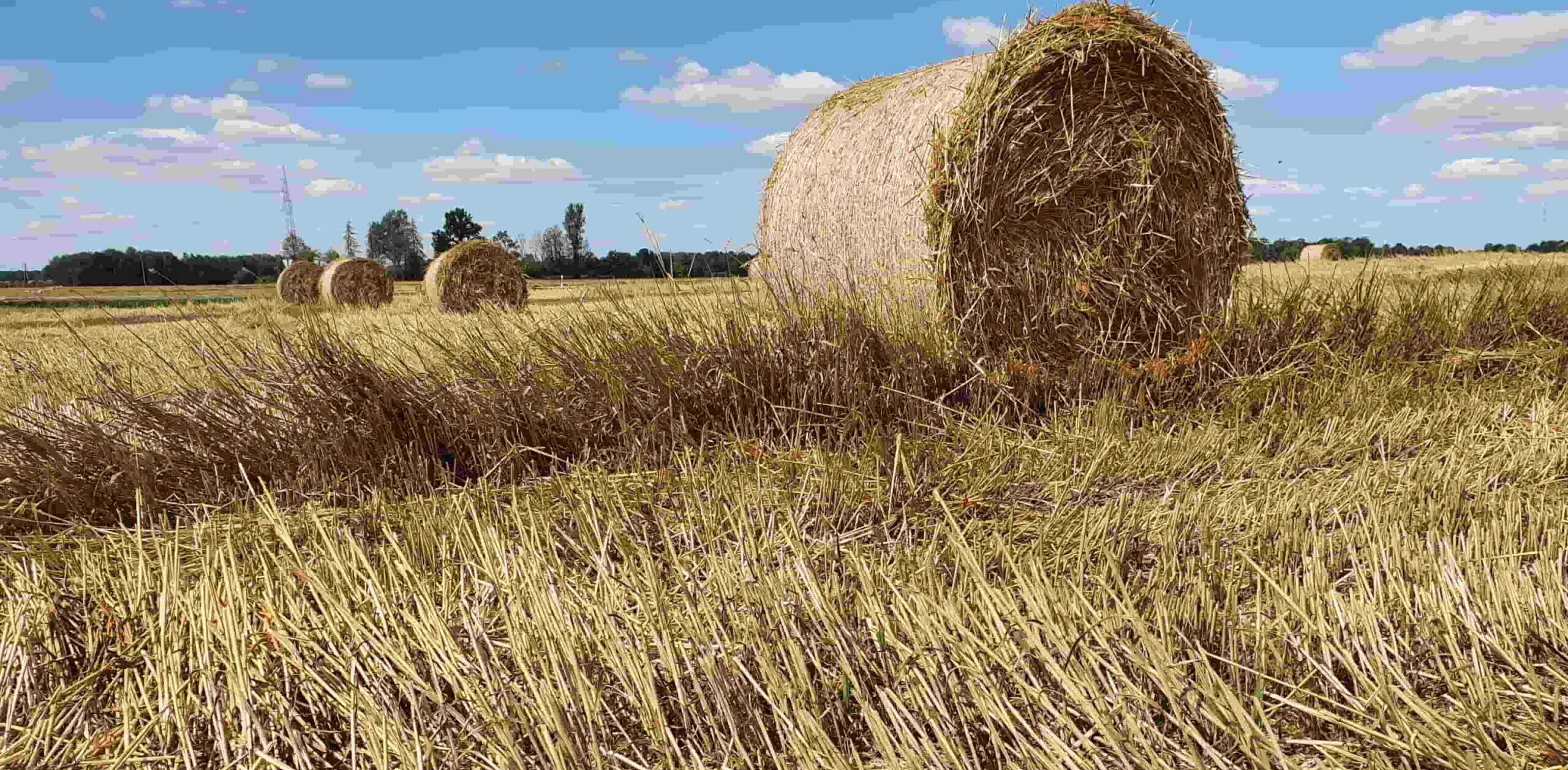 Main types of abiotic stress that affect crop production 