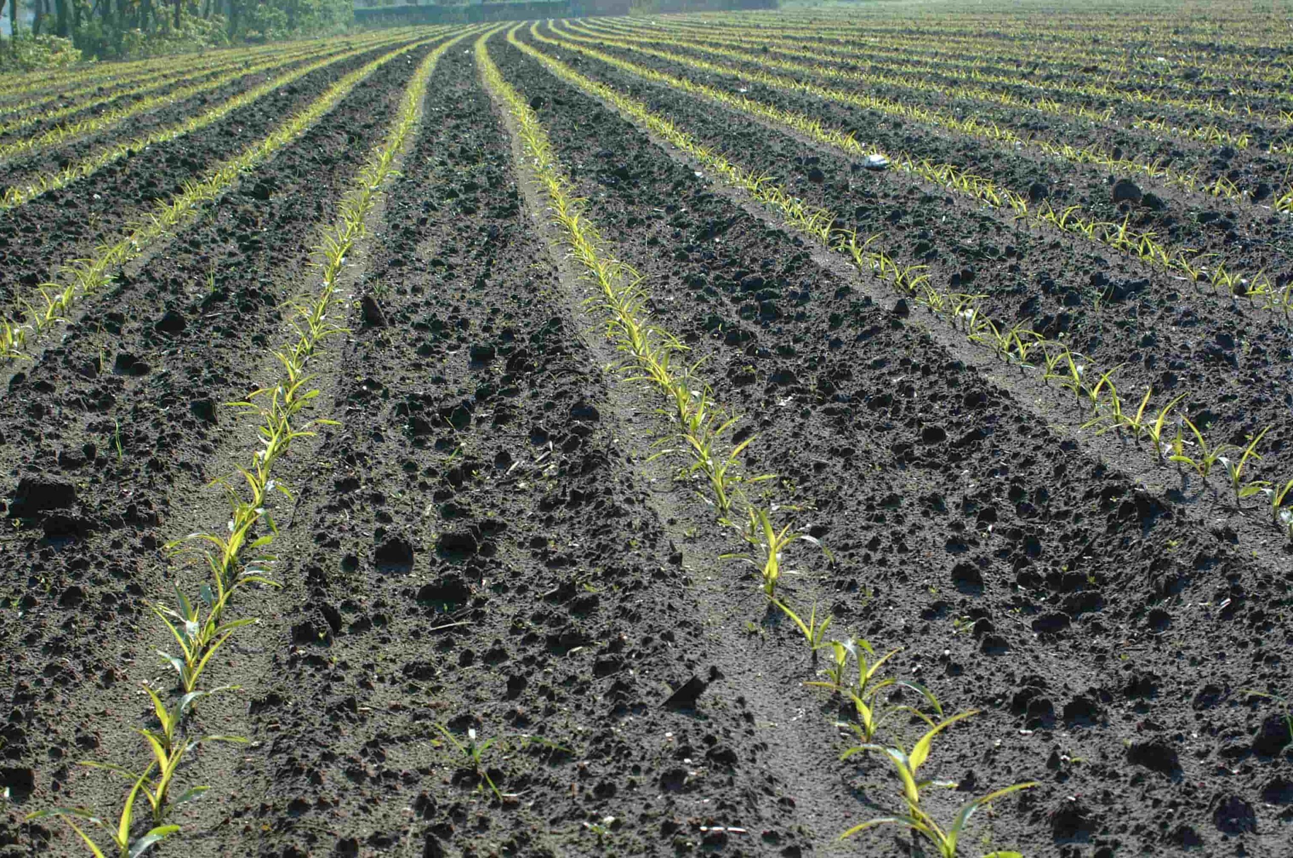 Phytotechnical Stress resulting as leaf scorching / bleaching in Mazie (Corn) caused by application of herbicide in cold weather © Rovensa Next 