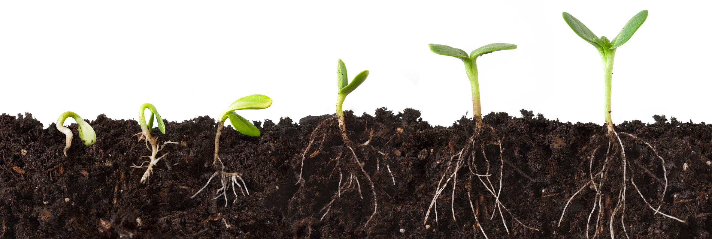 Internal growth-related Abiotic Stresses are constant during the cop life cycle as it moves through the various growth stages 