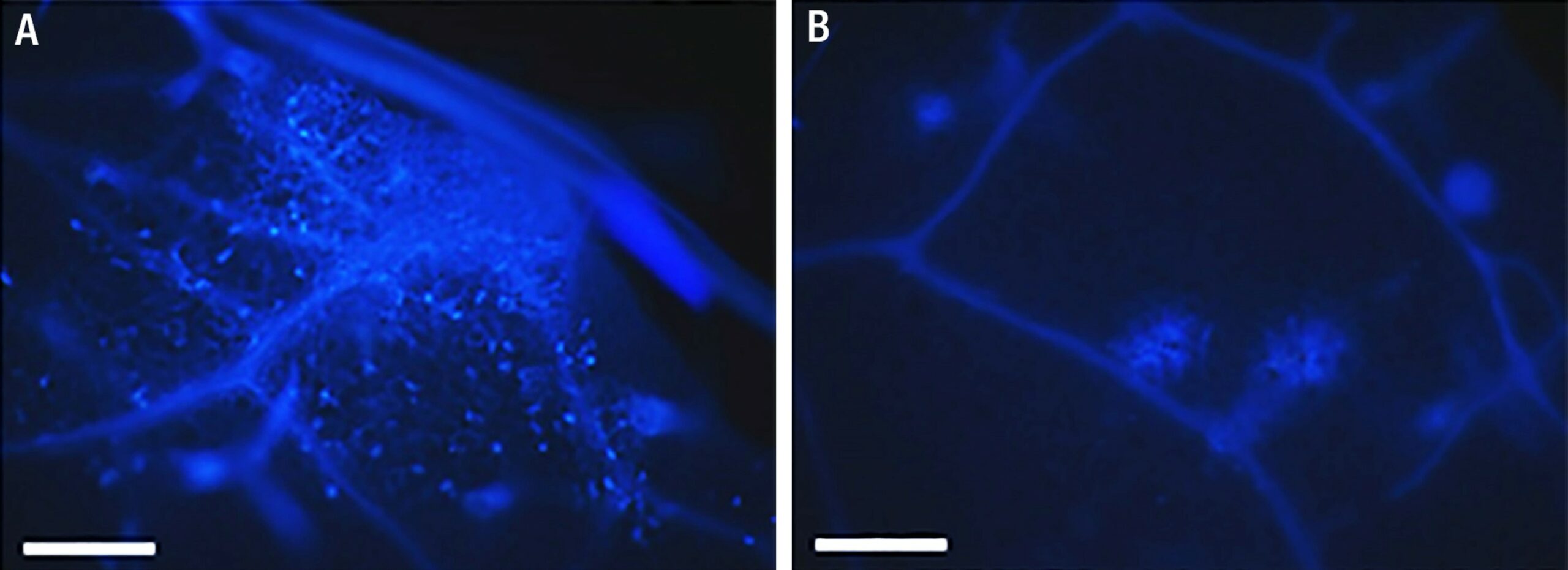 The damage caused by Heat Stress can be hard to see, here in Image A (L) there is a strong fluorescent glow in the plants cells that have suffered heat stress indicating high cell damage, while in Image B (R) the same crop, under same heat conditions, but previously treated with a Rovensa Next biostimulant shows very little fluorescence indicating a vast reduction in the cell damage that results from Abiotic Stress related heat damage © Rovensa Next 