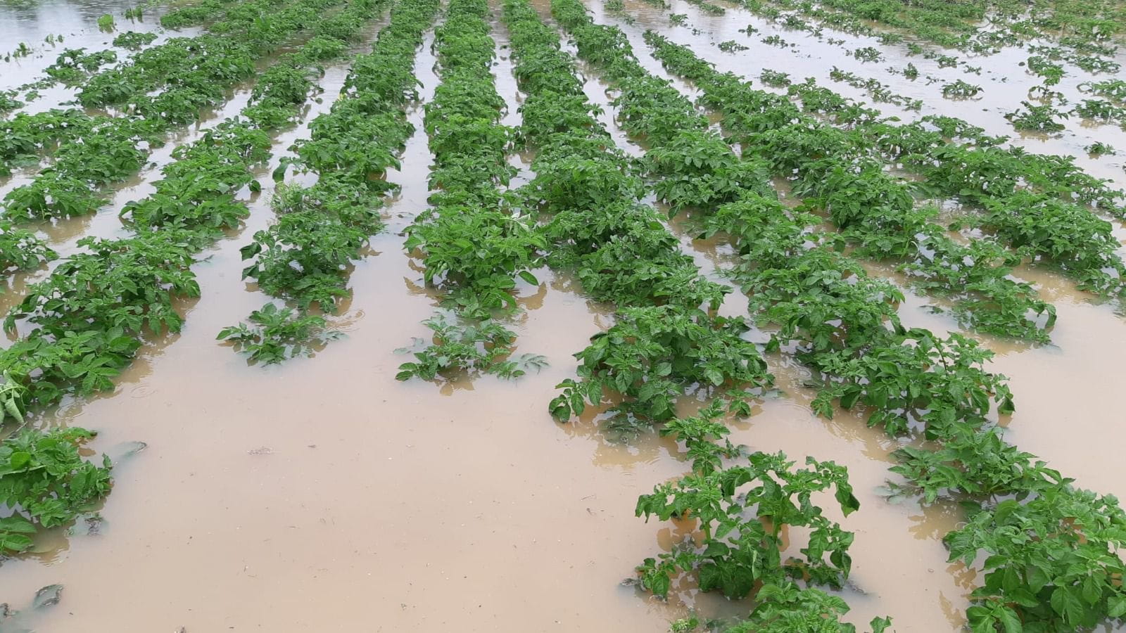 Flooding after 70 mm of rain in Latvian in Potato field. © Rovensa Next 