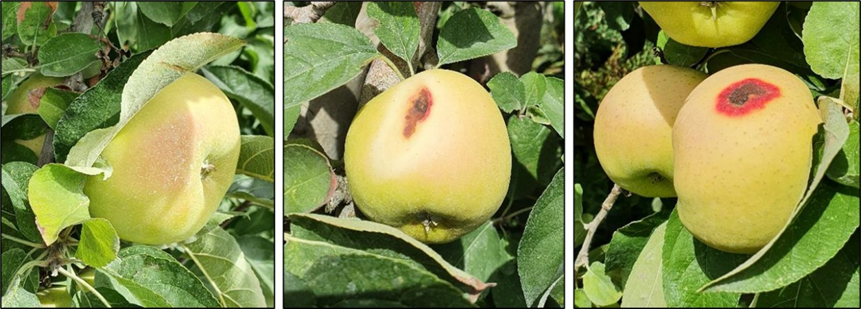 Sunburn damage in Apple from low (L) to high (R) in France © Rovensa Next 