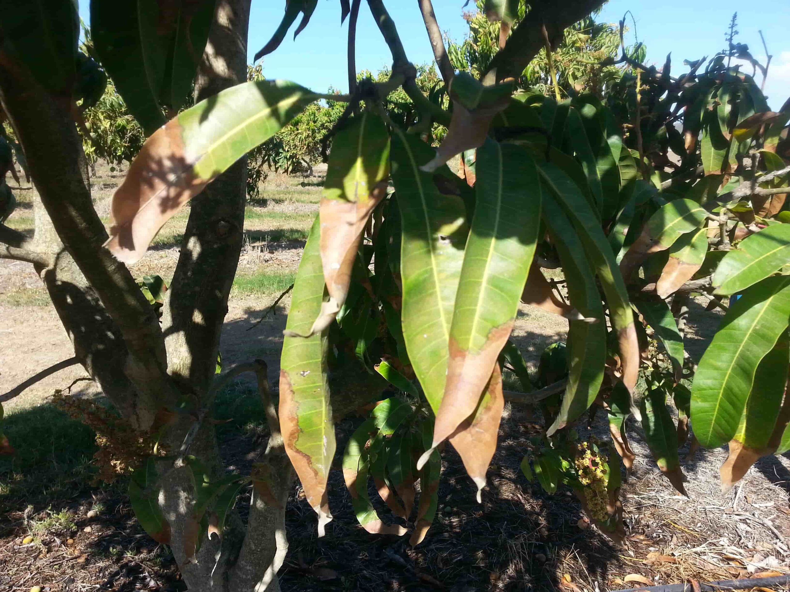 Phytotechnical Stress resulting as leaf scorching / bleaching in Mazie (Corn) caused by application of herbicide in cold weather © Rovensa Next 