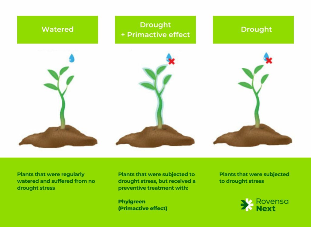 Primactive effect with Phylgreen - Rovensa Next