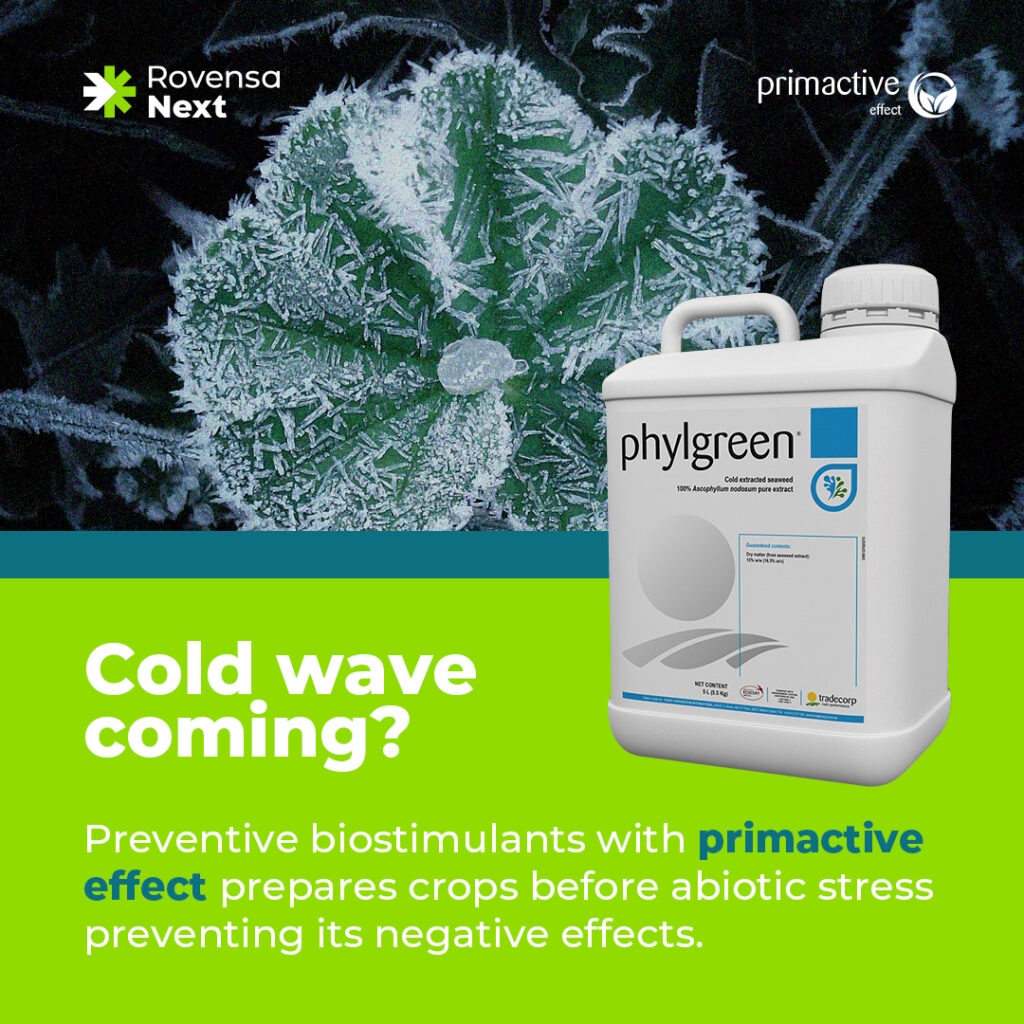 Phylgreen - Cold wave coming? Rovensa Next