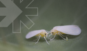 tecbom - natural insecticide agains whitefly - Rovensa Next