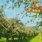 Apple crop - Rovensa Next