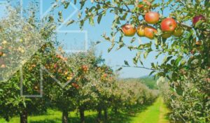 Apple crop - Rovensa Next