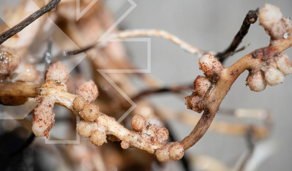 Close up of nitrogen nodules on fava bean, Vicia faba, roots