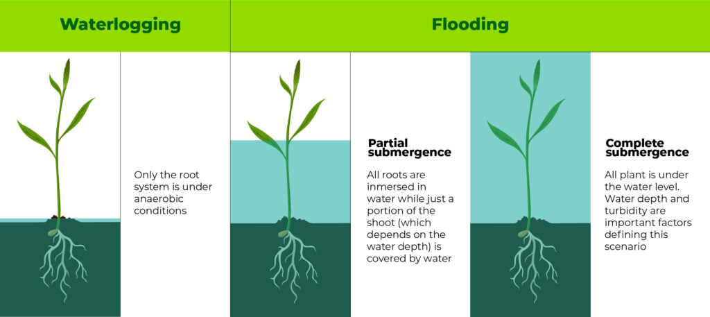 Waterlogging vs Flooding - Rovensa Next