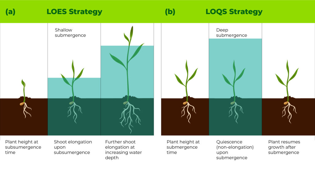 Low Oxygen Escape Syndrome (LOES) vs Low Oxygen Quiescence Syndrome (LOQS) - Rovensa Next
