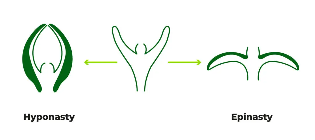Epinasty vs Hyponasty