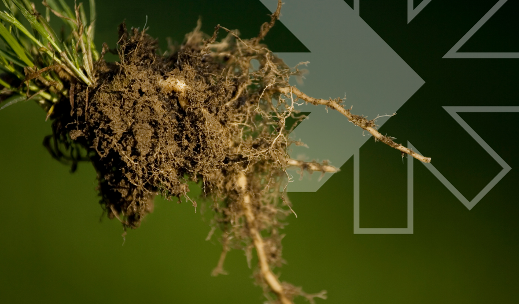 Impulsados ​​por la naturaleza: cómo los biofertilizantes transforman las prácticas agrícolas