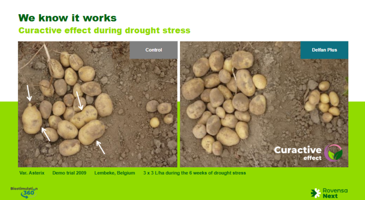 Curactive effect during drought stress (2)