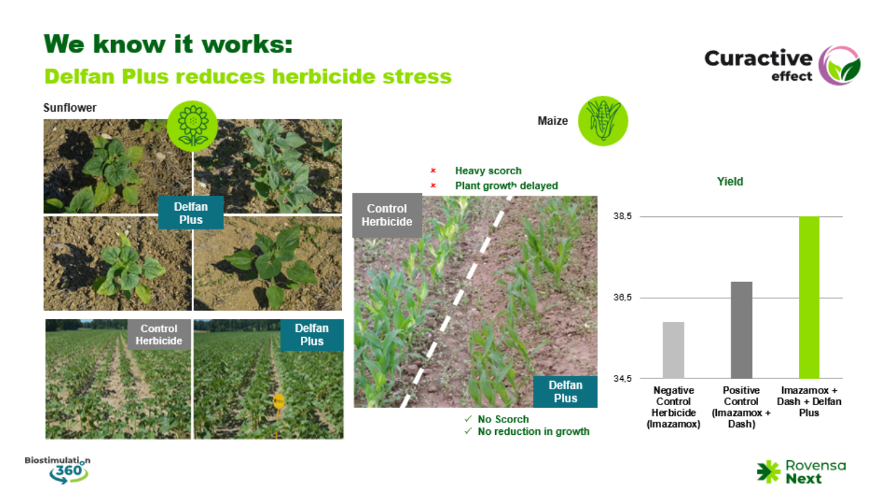 Delfan Plus recovers a part of the lost yield in sunflower