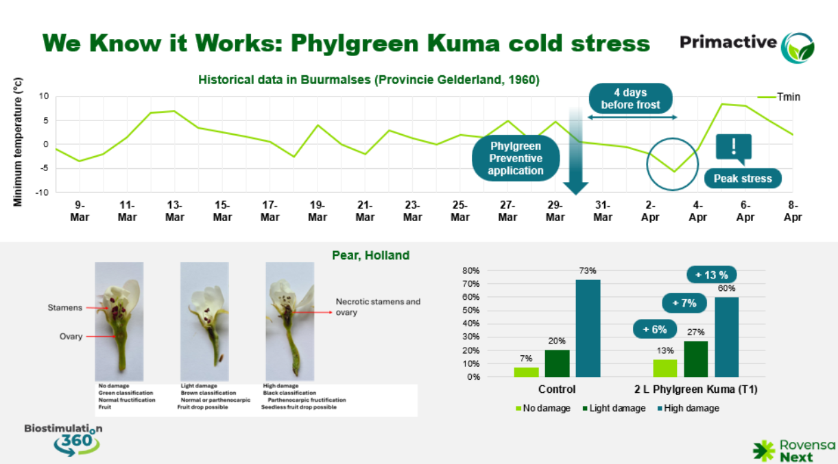 Phylgreen Kuma Cold Stress
