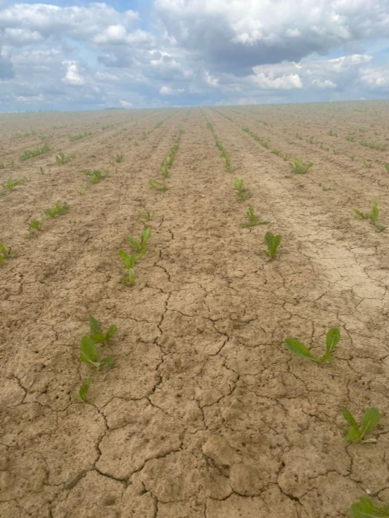 Transformer on sugar beet in drought stress conditions in Belgium