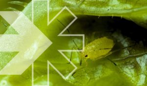 Biosolutionize Agriculture: science-based strategies to address biotic stress and optimize crop performance