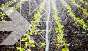 Biosolutionize Agriculture: driving profitable and sustainable farming through water use efficiency