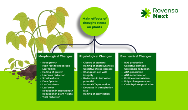 Drought stress response diagram (Figure 2): This diagram showcases the physiological, biochemical, and morphological changes plants undergo during drought stress and how biostimulants mitigate these effects. Source: Rovensa Next