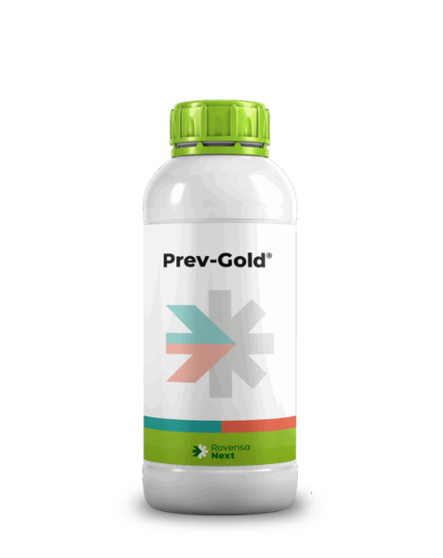 Prev-Gold