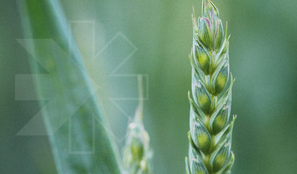 Abiotic stress in agriculture and how to protect crop yield and quality Abiotic stress in agriculture and how to protect crop yield and quality