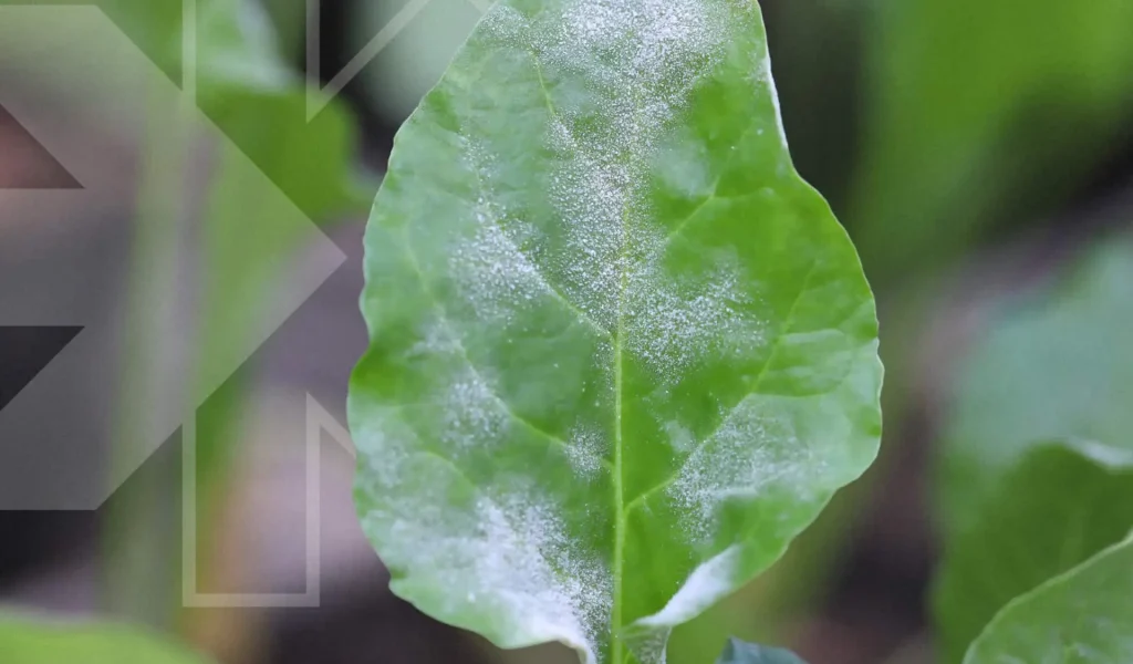 Powdery mildew understanding and treating this fungal disease