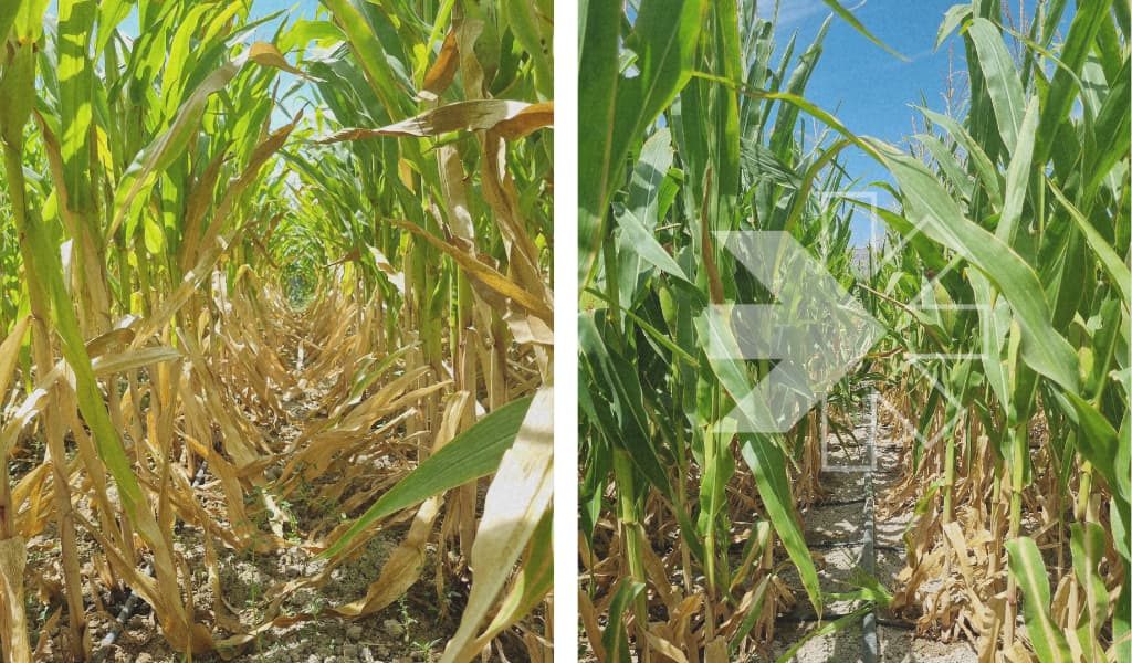 Help crops to recover during or after abiotic stress events using the ...